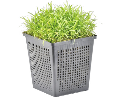 Teichpflanze in einem schwarzen Pflanzkorb aus Kunststoff für Gartenteiche.