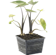 Elefantenohr Alocasia an engem schwaarze quadrateschen Teichkuerf mat Äerd.