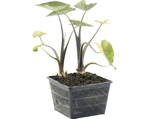 Elefantenohr Alocasia an engem schwaarze quadrateschen Teichkuerf mat Äerd.