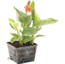 Plante aquatique Canna avec feuilles vertes et fleur orange dans un panier de culture noir.