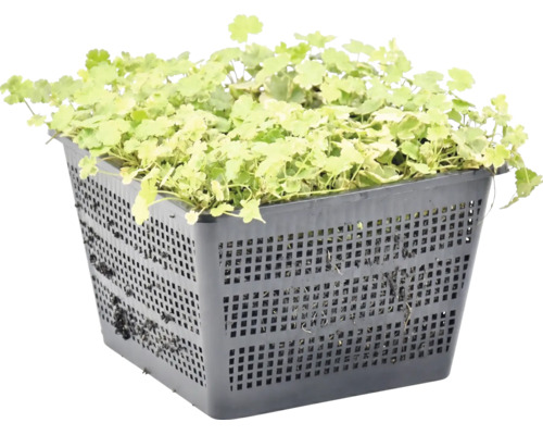 Plante de bassin vert clair dans un panier de plantation carré en plastique noir avec structure en grille.