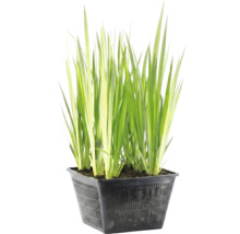 Plante aquatique aux longues feuilles vertes dans un panier de plantation noir perforé.