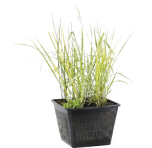 Plante de bassin dans un panier de plantation carré en plastique noir avec structure grillagée.