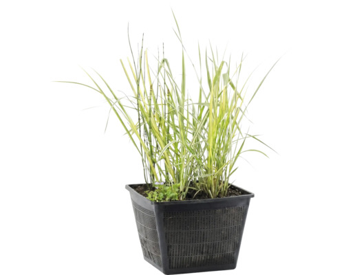 Plante de bassin dans un panier de plantation carré en plastique noir avec structure grillagée.