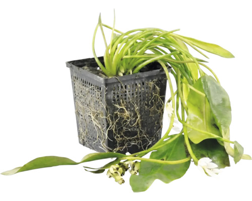 Wasserpflanze in einem schwarzen Gittertopf mit sichtbaren Wurzeln und kleinen weißen Blüten.