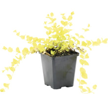 Gold-Pfennigkraut Lysimachia nummularia Aurea mit gelben Blättern im schwarzen Kunststofftopf.