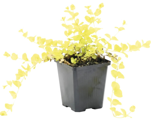 Gold-Pfennigkraut Lysimachia nummularia Aurea mit gelben Blättern im schwarzen Kunststofftopf.