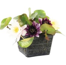 Mélange de nénuphars avec des fleurs de différentes couleurs dans un panier de plantation noir pour bassin.