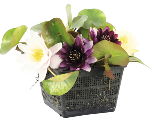 Mélange de nénuphars avec des fleurs de différentes couleurs dans un panier de plantation noir pour bassin.