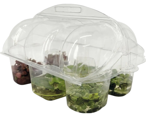 Aquarium-Pflanzen-Set, 4-teilig, in transparenter Kunststoffverpackung.