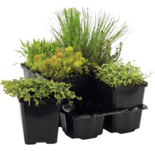 Set aus verschiedenen grünen Wasserpflanzen in schwarzen Kunststofftöpfen.