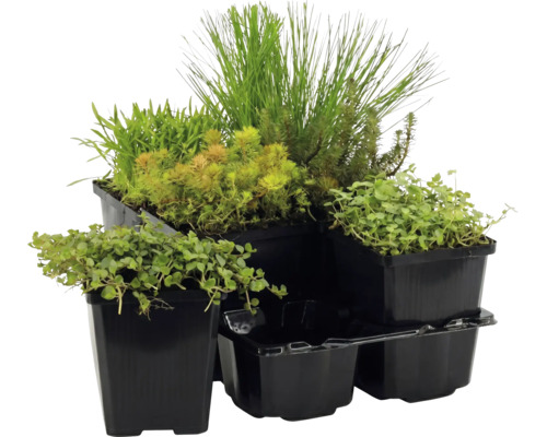 Ensemble de diverses plantes aquatiques vertes dans des pots en plastique noir.