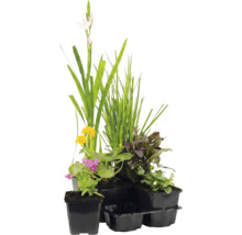 Set aus verschiedenen Teichpflanzen in Kunststofftöpfen mit Gräsern und blühenden Wasserpflanzen.