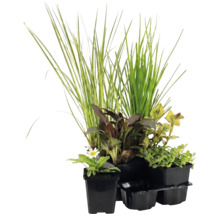 Assortiment de quatre plantes de jardin différentes dans des pots en plastique noir, comprenant des graminées et des plantes à fleurs.