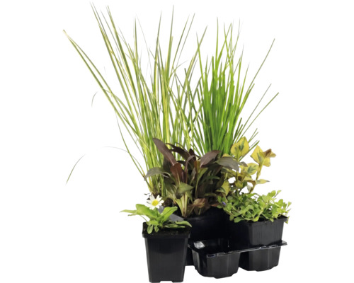 Assortiment de quatre plantes de jardin différentes dans des pots en plastique noir, comprenant des graminées et des plantes à fleurs.