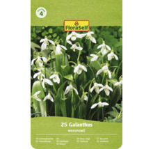 FloraSelf Logo, Groupe de prix 4. Paquet de 25 perce-neige Galanthus woronowii avec des fleurs en forme de cloche.