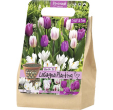 Kit de démarrage Rembrandt Lasagna Planting avec des bulbes de crocus, de tulipes et de jacinthes pour une plantation en couches.