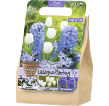 Monet Logo. Kit Lasagna Planting avec bulbes de Chionodoxa, tulipes et jacinthes. Schéma de plantation en couches, floraison de février à avril.