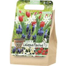 Kit de démarrage Picasso Lasagna Planting pour la plantation en couches avec des bulbes de Muscari, de narcisses et de tulipes.