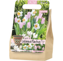 Kit de démarrage Van Gogh pour la plantation en lasagne avec des bulbes de crocus, narcisses et tulipes.