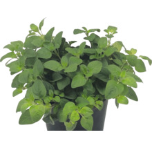 Plante d origan Origanum vulgare en pot en plastique