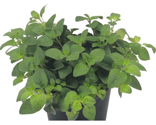 Plante d origan Origanum vulgare en pot en plastique