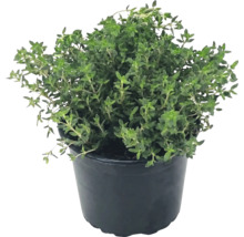 Plant de thym dans un pot en plastique noir