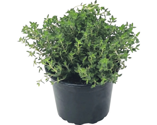 Plant de thym dans un pot en plastique noir