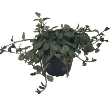 Lysimaque Lysimachia en pot en plastique noir avec tiges retombantes.