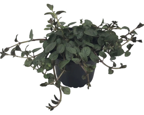 Lysimaque Lysimachia en pot en plastique noir avec tiges retombantes.