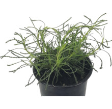 Plante de lavande dans un pot en plastique noir