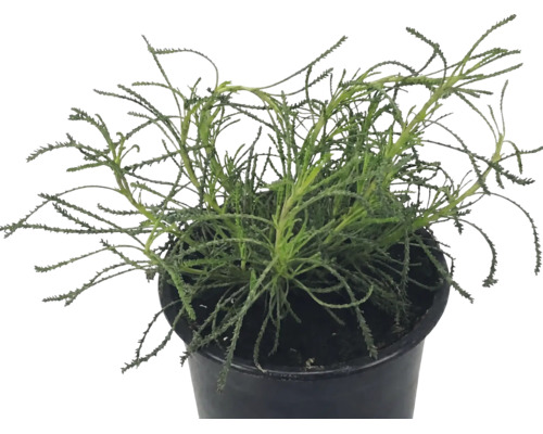 Plante de lavande dans un pot en plastique noir