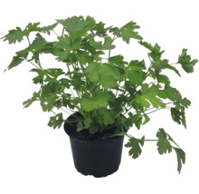 Persil plat frais dans un pot en plastique noir.