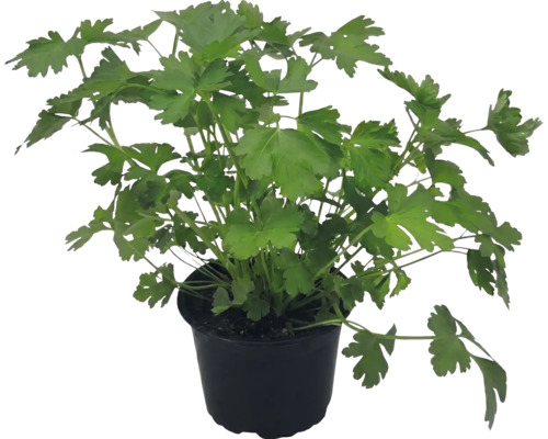 Persil plat frais dans un pot en plastique noir.