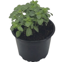 Plant de basilic vert dans un pot en plastique noir avec du terreau.