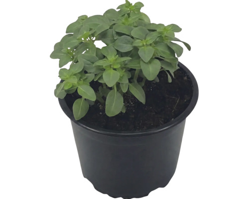 Plant de basilic vert dans un pot en plastique noir avec du terreau.