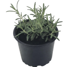 Lavande vraie Lavandula angustifolia dans un pot en plastique noir