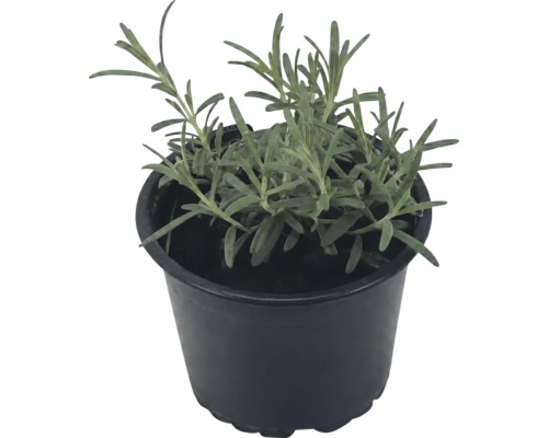 Echter Lavendel Lavandula angustifolia im schwarzen Kunststofftopf