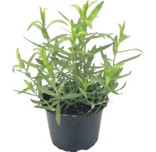 Plante d'estragon dans un pot en plastique noir