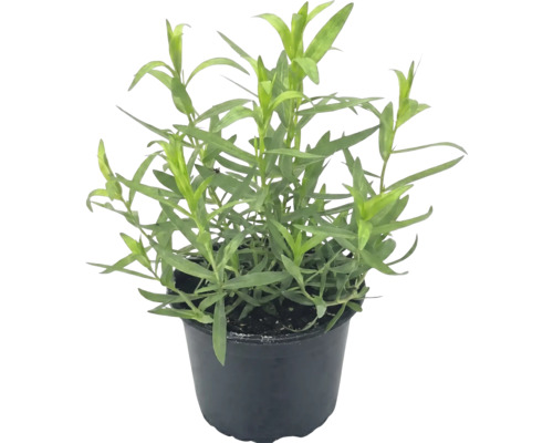 Plante d'estragon dans un pot en plastique noir