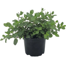 Menthe fraîche dans un pot en plastique noir, Mentha, herbes aromatiques