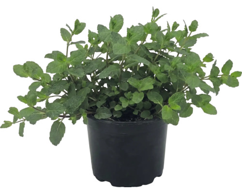 Frische Minze im schwarzen Kunststofftopf, Mentha, Küchenkräuter