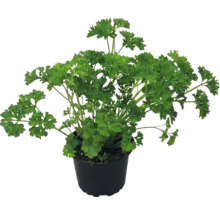 Persil frisé dans un pot en plastique noir.