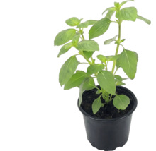 Plant de basilic dans un pot en plastique noir avec des feuilles vertes.