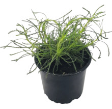 Plante verte avec de fines feuilles pennées dans un pot en plastique noir.