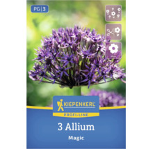 Ail d'ornement violet Kiepenkerl Allium Magic, 3 pièces, pour plantation en groupe et fleur coupée, diamètre 10 centimètres.