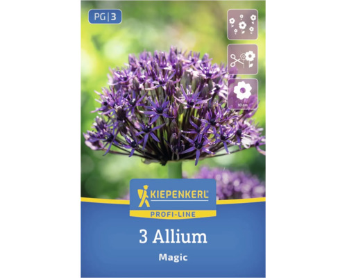 Ail d'ornement violet Kiepenkerl Allium Magic, 3 pièces, pour plantation en groupe et fleur coupée, diamètre 10 centimètres.
