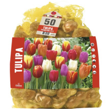 50 bulbes de tulipes Florex Tulipa Triumph Mix dans un filet avec image du produit.