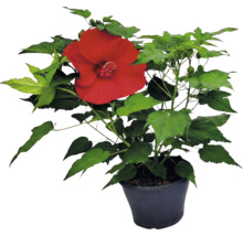 Plante d'hibiscus avec une grande fleur rouge et des feuilles vertes dans un pot noir.