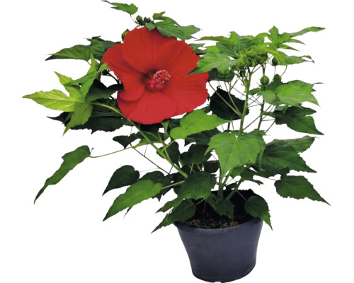 Plante d'hibiscus avec une grande fleur rouge et des feuilles vertes dans un pot noir.